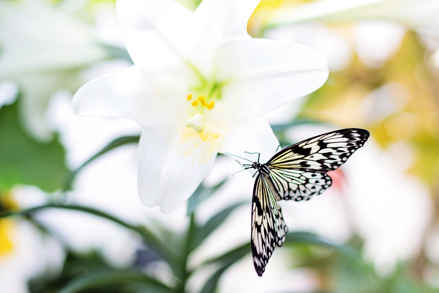 Butterfly in Nature