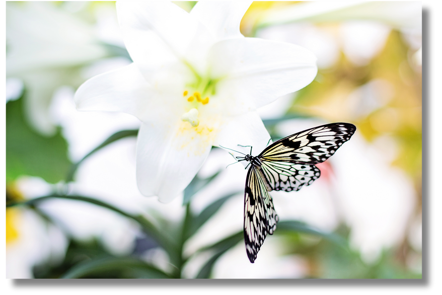 Butterfly in Nature